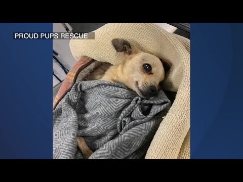 Video: Pet Scoop: Familie Schoep Dog moare la varsta de 20, reabilitate Manatees Eliberat in Florida