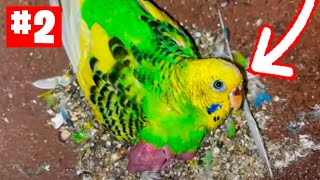 REVISANDO NIDOS DE PERIQUITO EN UN AVIARIO EN LA INDIA #2 by Rincon Animal 1,069 views 3 weeks ago 16 minutes