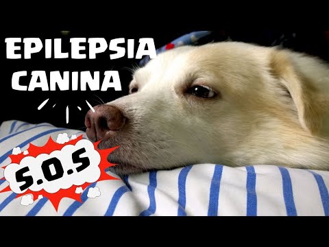 Perro de un en hacer una que convulsion