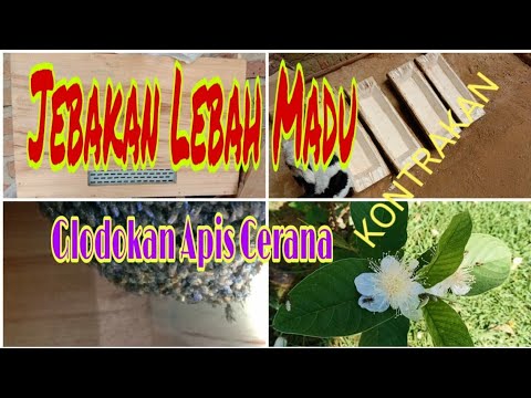 Jebakan Lebah Madu //Glodokan Apis Cerana// - YouTube