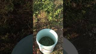 First Application ng Fertilizer sa bagong pruning na ubas (2nd batch)