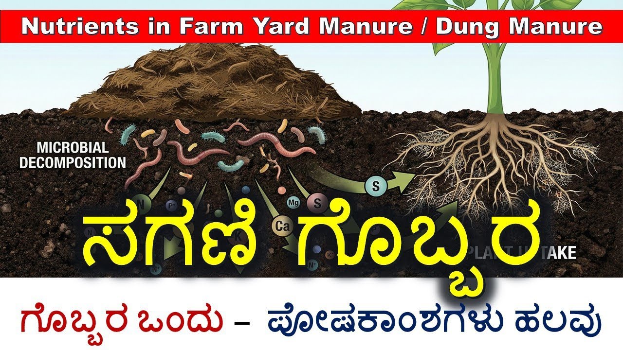 NPK Nutrients in Farm Yard Manure/Dung manure | ಸಗಣಿ ಗೊಬ್ಬರದ ಪೋಷಕಾಂಶಗಳ ಸಂಪೂರ್ಣ ಮಾಹಿತಿ | NPK value