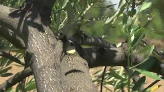 Infaco F3015 Electric Pruning Shears - Ø 40 mm Standard Kit - Video by the manufacturer screenshot 2