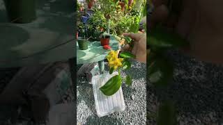 Hoyas, Miosotis, Flor De Cera. Diferencias Por Clima.