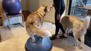 Dog training on the bosu by Portia Shao 6 views 4 years ago 42 seconds