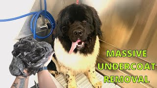 MASSIVE Newfoundland Landseer Undercoat Removal