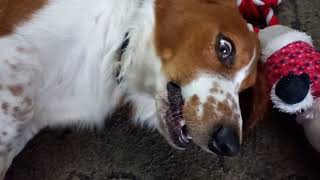 Blossom can't be bothered to move for treats! by Blossom the Basset Hound 339 views 4 weeks ago 38 seconds