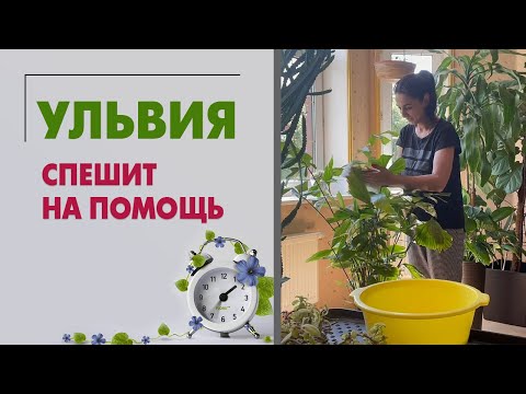 Ульвия снова пришла на помощь. НЕ Рабыня - ФЕЯ! Румтур, пересадка и уход за растениями дома.