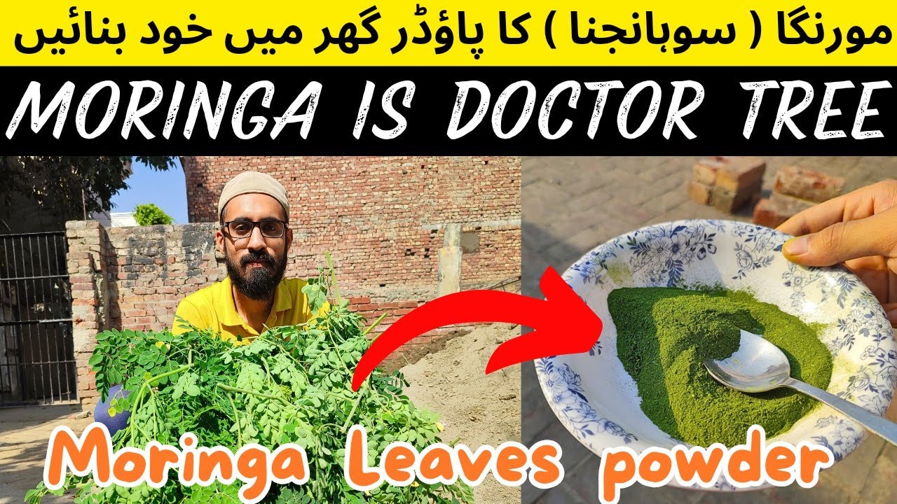 How to make Sohanjna (Moringa) leaves powder at home. گھر میں (مورنگا ...