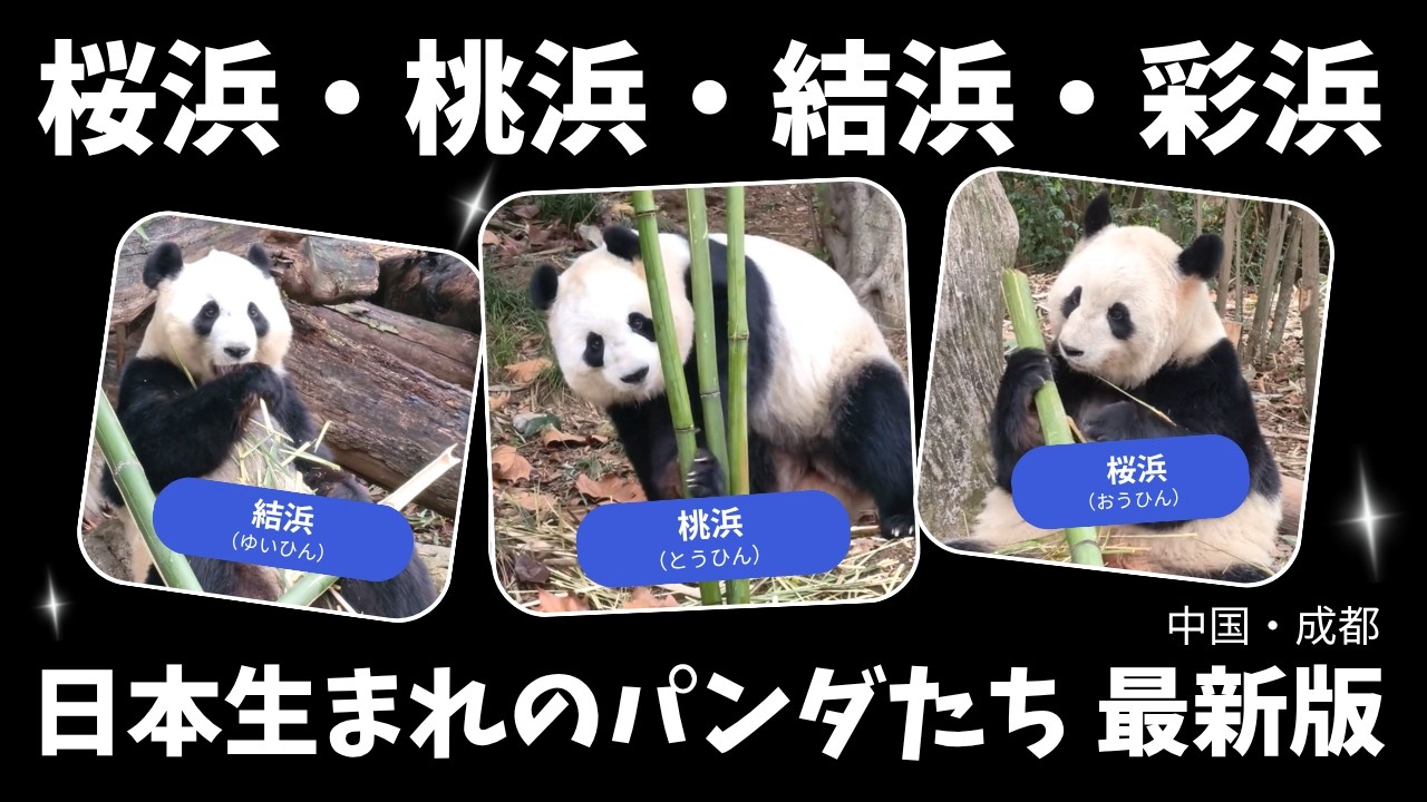Latest Footage of Giant Pandas in 2026 | Japan-Born Giant Pandas