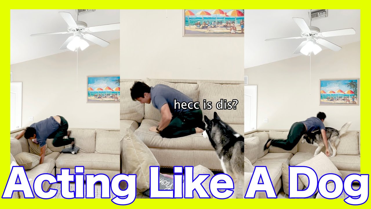 Act Like A Dog In Front Of Your Dog Challenge #Shorts - YouTube