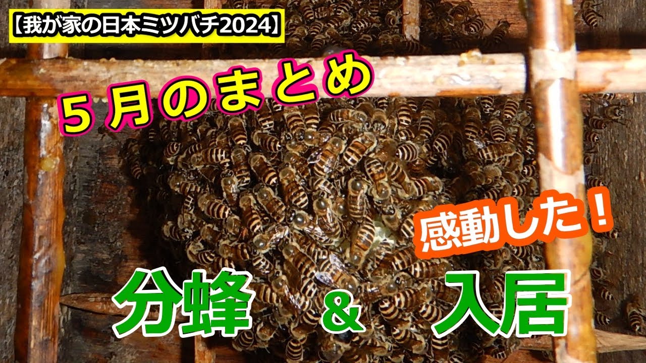 ニホンミツバチ（日本みつばち）の分蜂群（2025年6月入居確認） ニホンミツバチ（日本みつばち）の分蜂群（2025年5月入居確認）