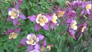 видео Анациклус садовый: фото растения, выращивание из семян, посадка и уход