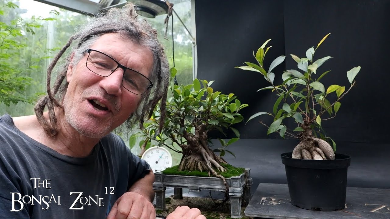 A Ginseng Ficus to a Bonsai, The Bonsai Zone, June 2025