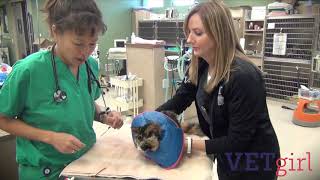 Non-steroidal anti-inflammatory drug (NSAID) toxicity poisoning in dogs and cats by VETgirl 4,593 views 3 years ago 3 minutes, 15 seconds