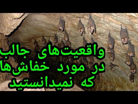 تصویری: فال های مردمی: یک خفاش وارد خانه شد