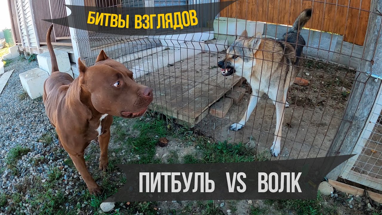 ���� ������ �������: ����.