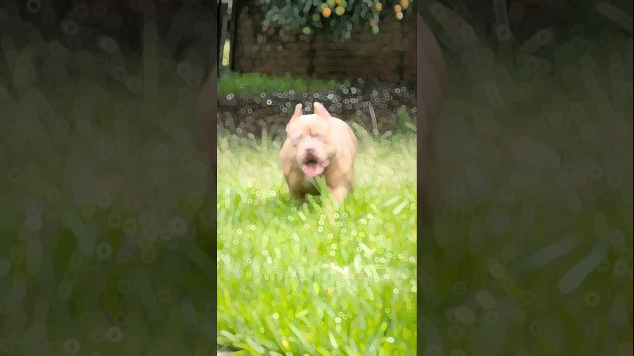 Характер питбуля 