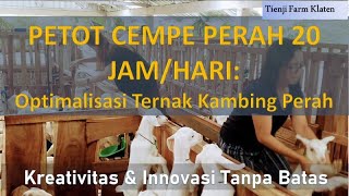 Sistem Petot Tara Cempe Kambing Perah Upaya Kreatif Dan Innovatif