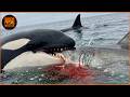 Deadliest ORCA Attacks Caught on Camera | Wild Animals