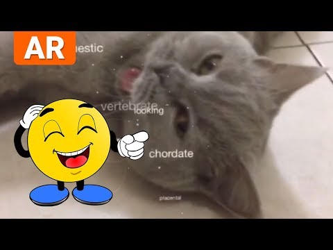 Computer Vision & Cat - ROFL Moment!