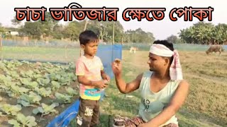 চাচা ভাতিজার  কফি ক্ষেতে পোকা ||Easy man rashidul  ||Ariful