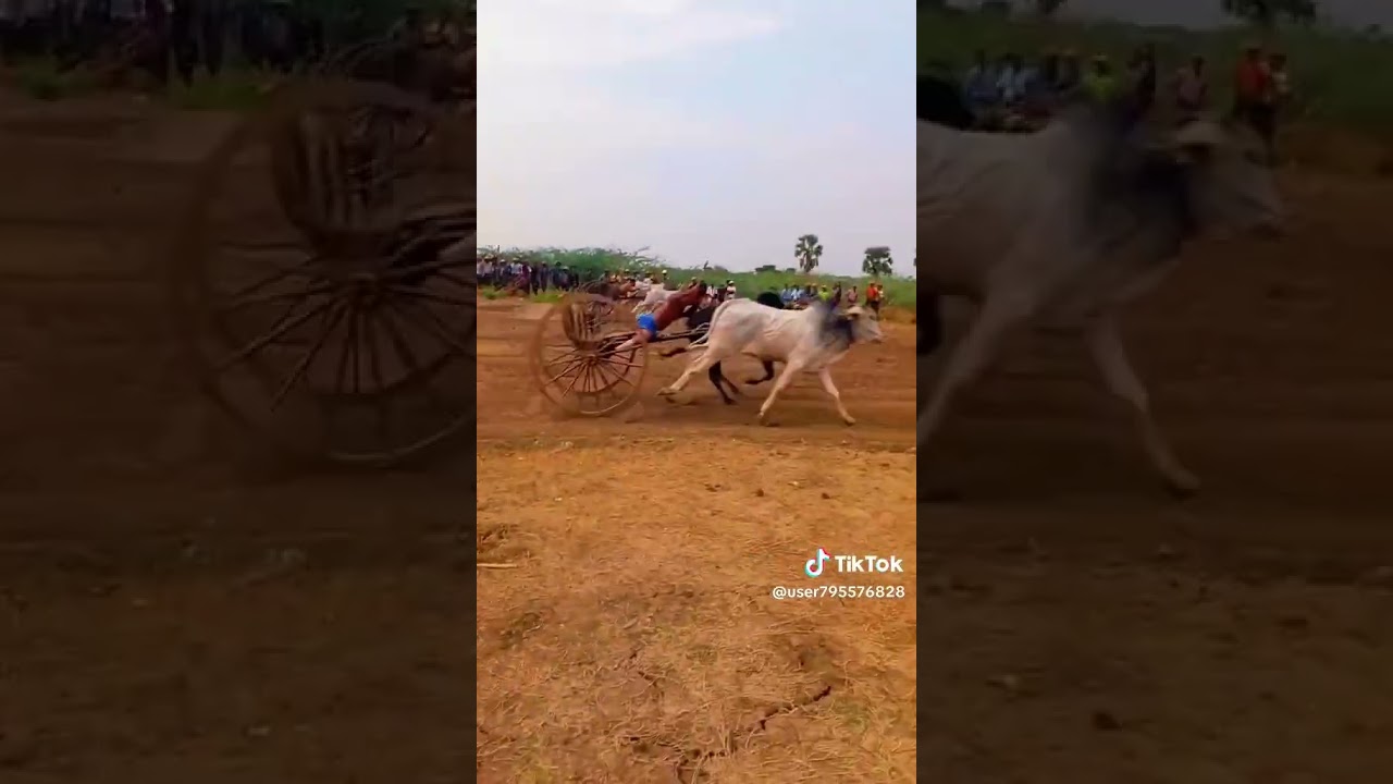 ဒိတ်ဒိတ်ကျဲ တာပျော် Vs ရေချမ်း ဆီပုလင်း