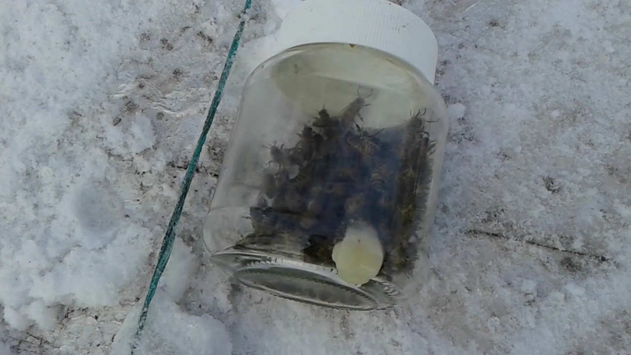 Апитерапия лечение пчелами - отбор пчел зимой в Киеве - YouTube