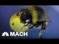 Trained bumble bees are like tiny soccer players  mach  nbc news