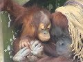 ウーコとウラン - 豊橋総合動植物公園 (2008) sumatran orangutan