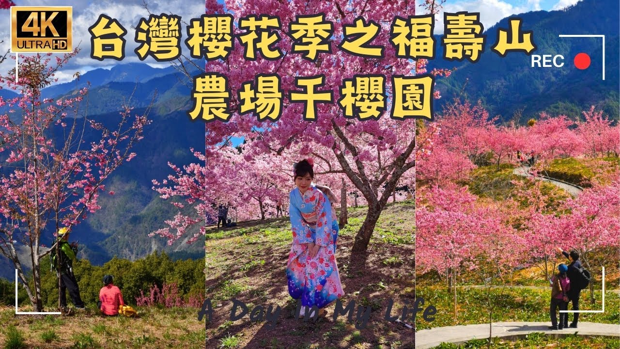 台灣櫻花季之福壽山農場千櫻園，賞櫻指南，迷失在高山上的櫻花海，交通指南，台灣仙境