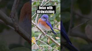 Come Hang Out With The Birds At The Park And Find A Species Youve Never Seen Or Observe Behavior