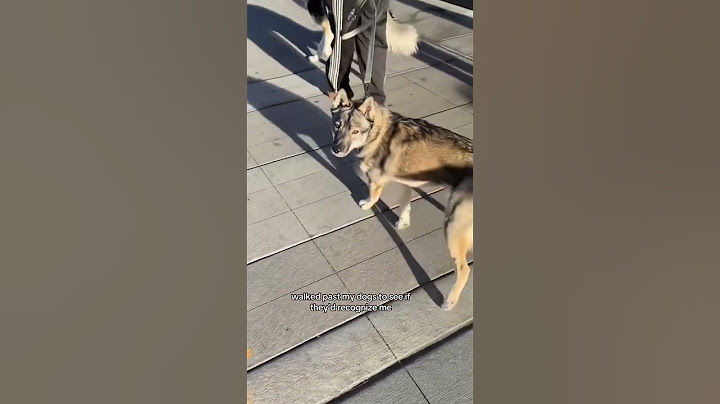 Walked past my dog on awalk to see if he’d recognize me🥺😭#dog #foryou #dogs #dogshorts