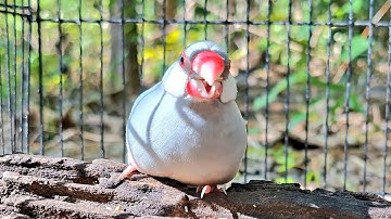 Java sparrows sing sweet song so smart after have lunch. They are enjoy Java sparrow singing sound. 