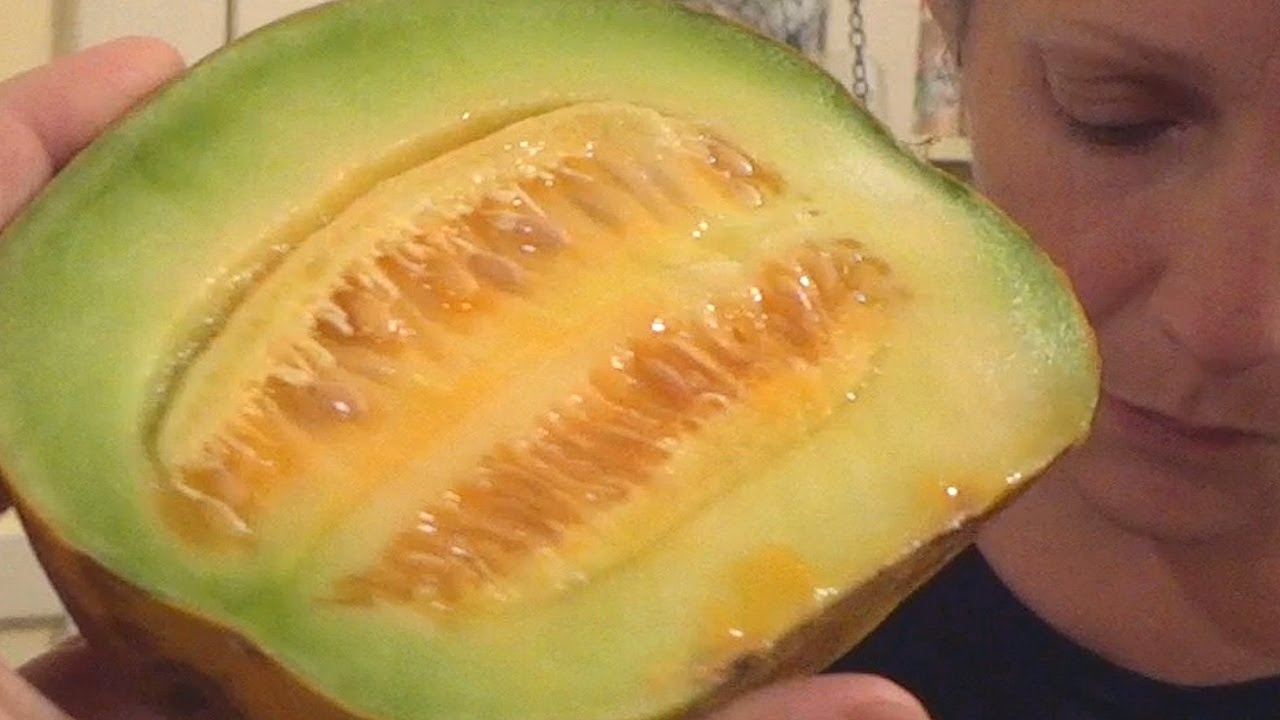 What Kind of Melon is This?