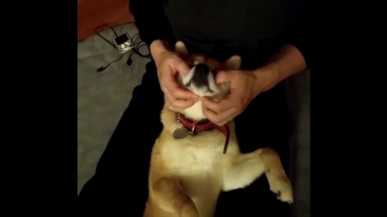 柴犬キュウの物語 Vol 1 ある日庭に現れた野良犬がうちの子になるまで 動物のリアルを伝えるwebメディア Reanimal