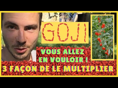 Vidéo: Qu'est-ce que le Lycium Barbarum ? Où acheter et comment cultiver le Lycium Barbarum ?