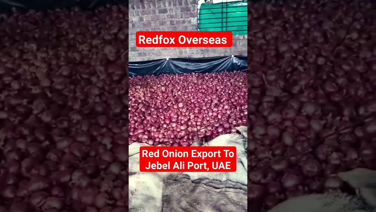 Red Onion Exporter From India | Red Onion Export To UAE | Red Onion Export To Iran 