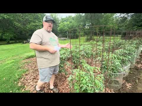 6 Steps to Tomato Success
