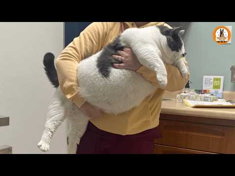 I Adopted the World’s Fattest Cat…and He Changed My Life Forever
