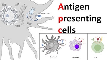 Antigen Presenting Cells (APC)