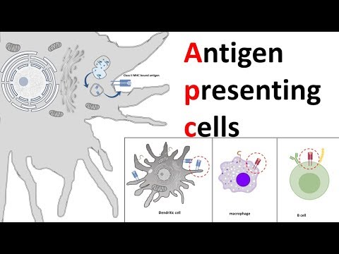 Video: Mohou retikulární buňky fungovat jako buňky prezentující antigen?