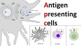 Antigen Presenting Cells (APC)