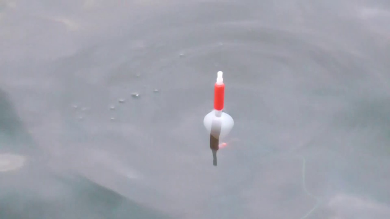 メッキがヒットしてウキが沈む映像 サビキ仕掛けでメッキ釣りなら針にオキアミを刺した方が確実に釣果アップします Youtube