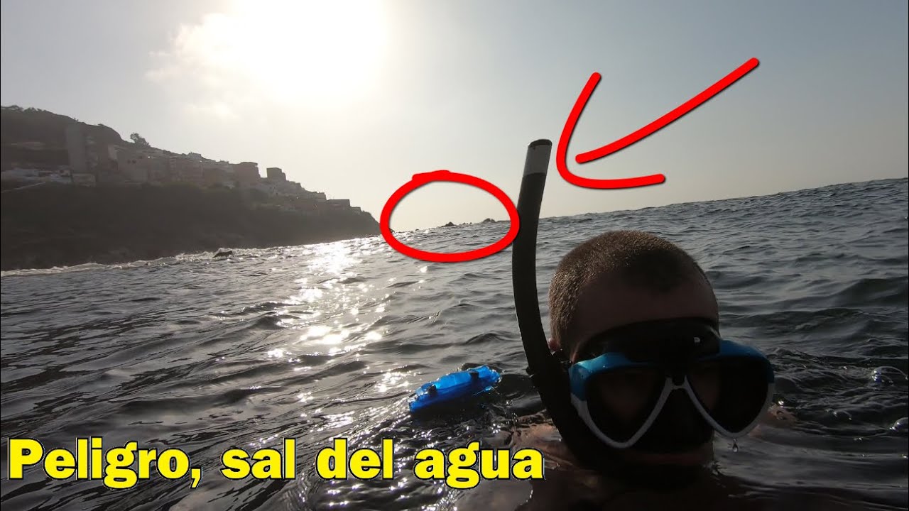 Las Sirenas Existen En La Vida Real 2020