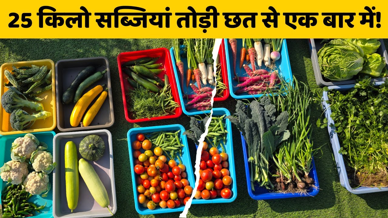 गजब हो गया 25 किलो सब्जियां तोड़ी टेरेस गार्डन से | Harvesting Vegetables In Terrace Garden