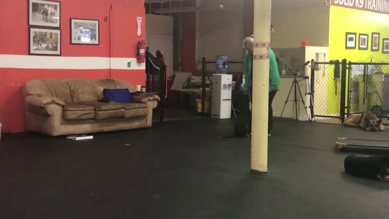 dog trainer in delhi Dog Training | Shadow students Ken and Nikki working with Nala | Solid K9 Training Dog Training