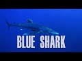 BLUE SHARK 🔵
