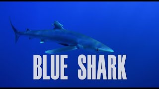 BLUE SHARK 🔵