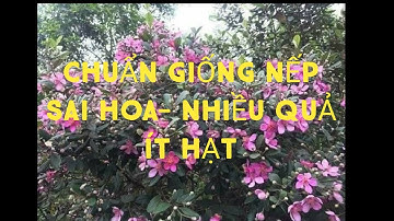 ĐỊA CHỈ BÁN CÂY SIM RỪNG GIỐNG,CÂY SIM CẢNH VÀ CÁCH LỰA TRỌN GIỐNG CHUẨN NHẤT  ZALO 094.292.6116